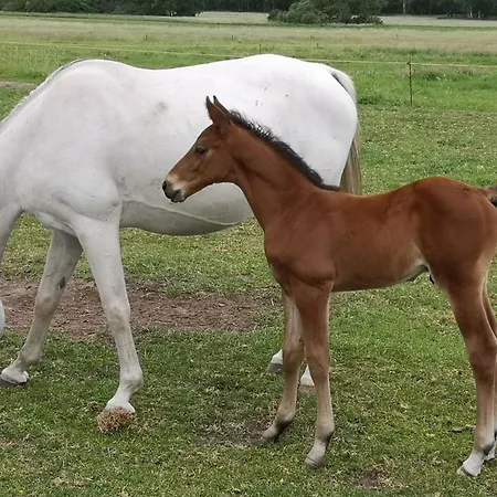 Haus Koppelblick * Plattenburg